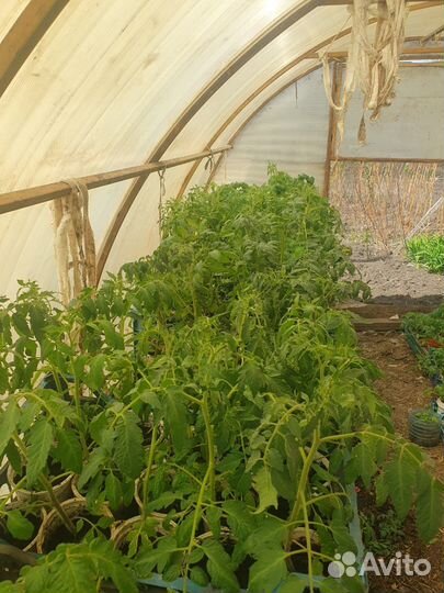 Рассада помидор