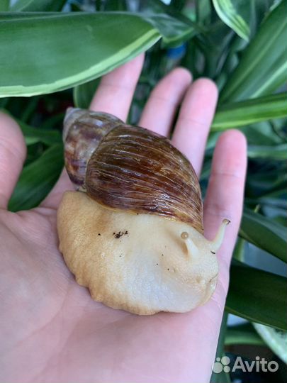 Улитки ахатины