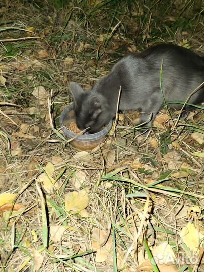 Найдена кошка