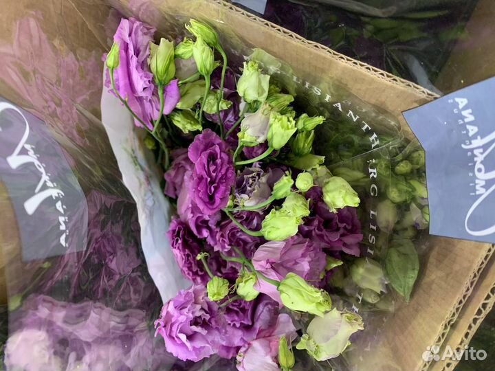 Цветы из Голландии опт прямые поставки