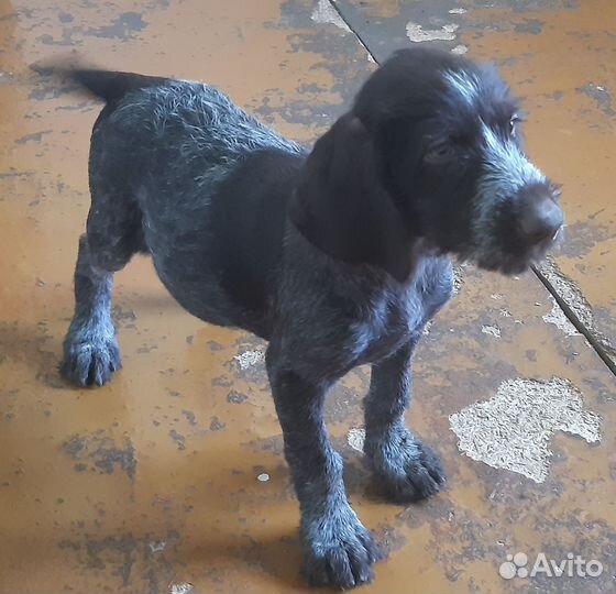 Собака дратхаар