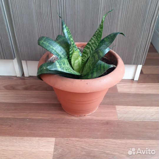 Сансеверия