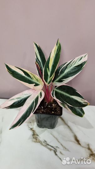 Строманта триколор