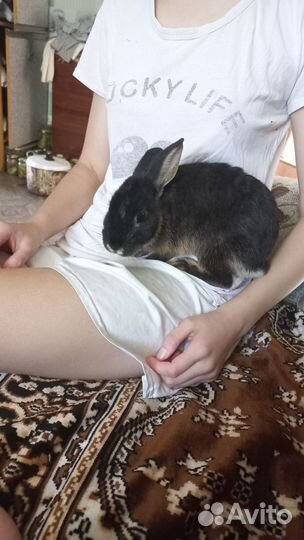 Декоративные кролики