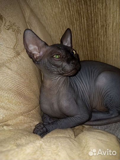 Канадский сфинкс