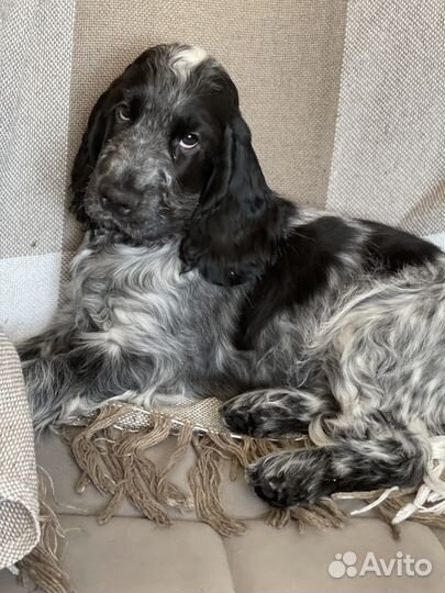 Породистый щенок кокер-спаниеля с родословной