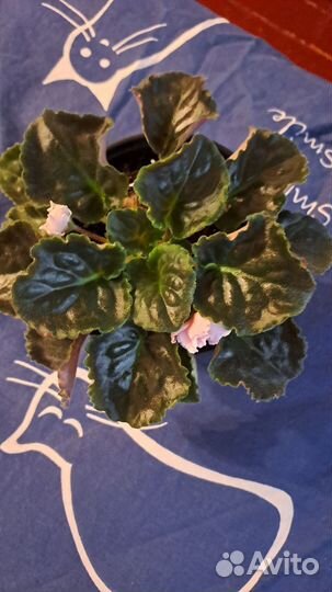 Фиалка в горшке