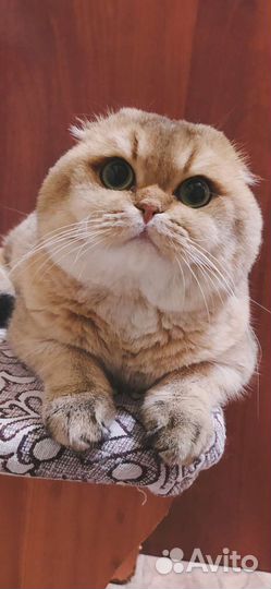 Шотландская