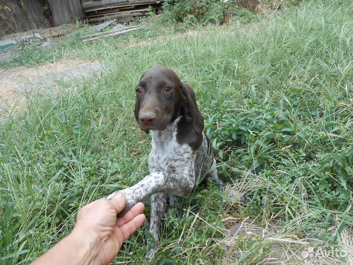 Продажа щенков курцхаара