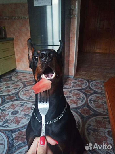 Доберман. вязка
