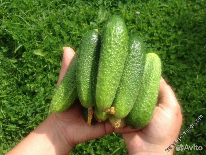 Рассада огурцов