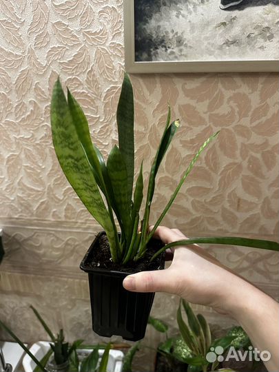 Сансивиерия