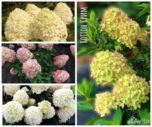 Самые красивые гортензии - карлики (2)