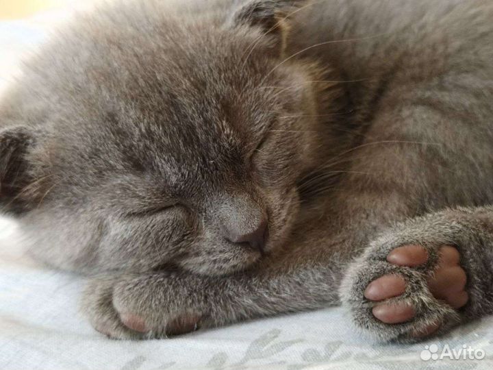 Шотландский котёнок