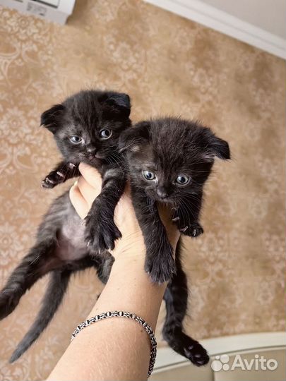 Котята вислоухие