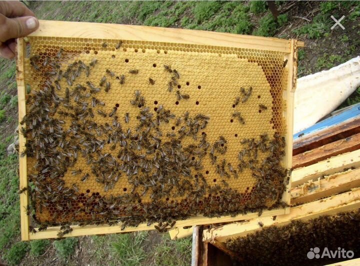 Пчелы и улья