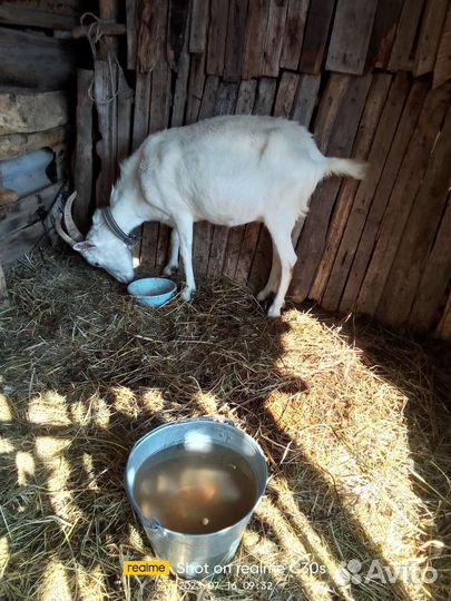 Зааненская дойная коза