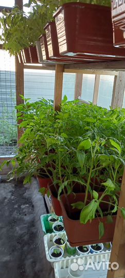 В продаже рассада