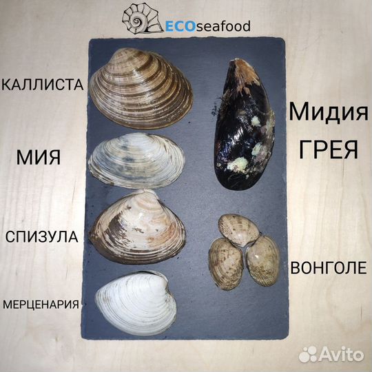 Моллюск Спизула (живая)