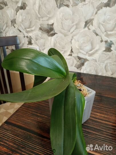 Орхидея фаленопсис Сурф сонг