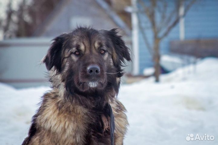 Отдам в добрые руки