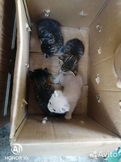 Отдам бесплатно