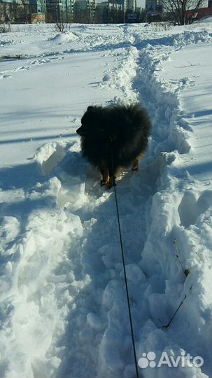 Шпиц (вязка)