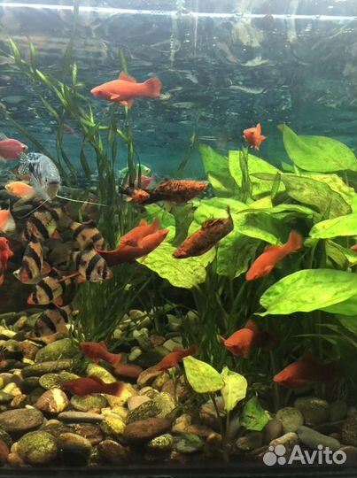 Аквариумные рыбки