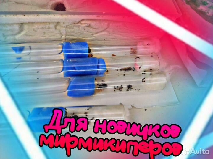 Муравьи Lasius Niger (Чёрный садовый муравей)