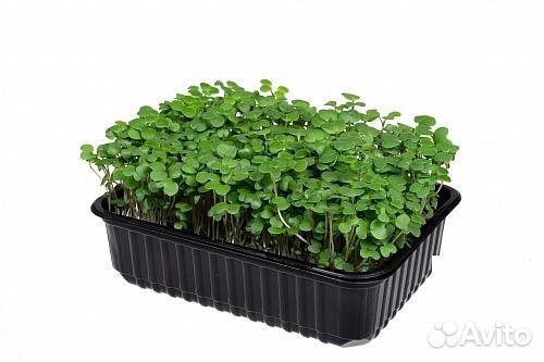 Микрозелень Горчица