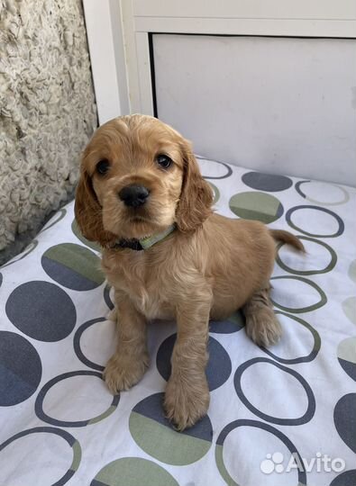 Щенки спаниелей