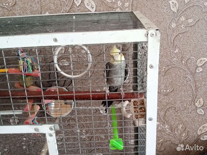 Попугай Карела