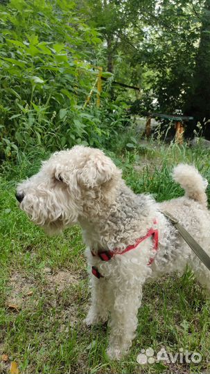 Вязка Фокстерьер жесткошерстный