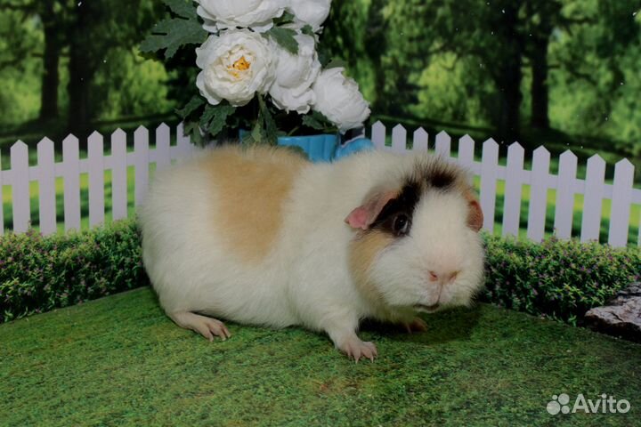 Морские свинки в хорошие руки