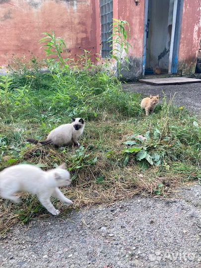 Великолепные котята