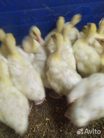 Гусята линда(Башкирия)