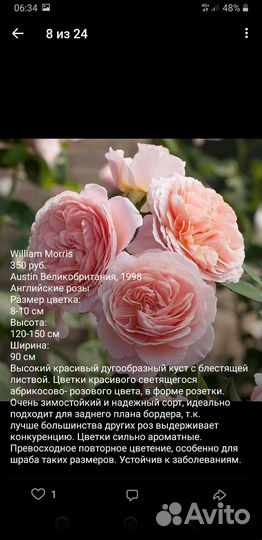 Английские розы