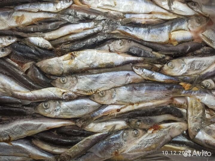 Для животных Рыба (салака )