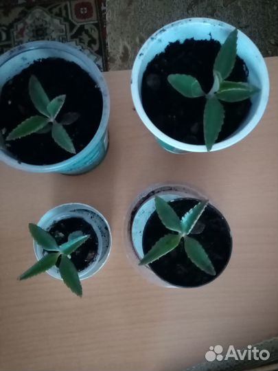 Продам цветы комнатные