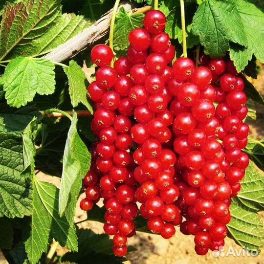 Саженцы крупноплодной смородины