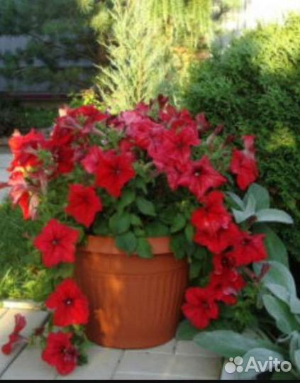 Петунии суперкаскадные