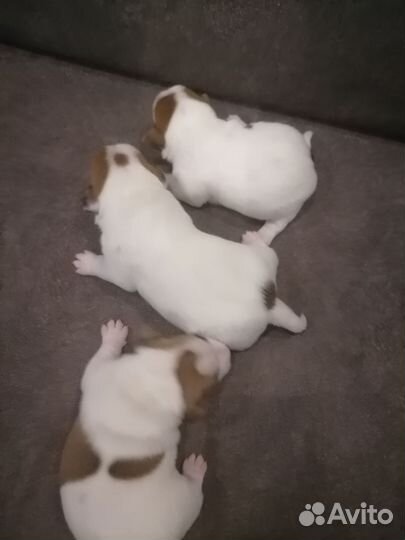 Джек Рассел терьер