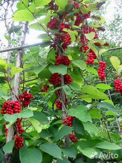 Саженцы китайского лимонника