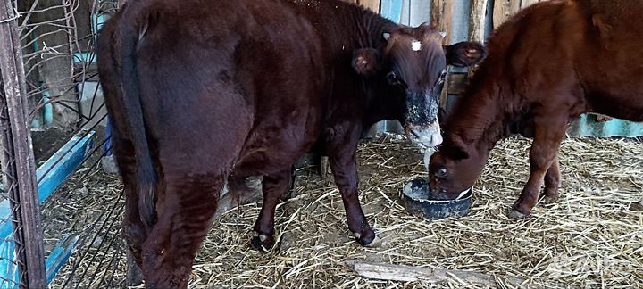 Быки и телки