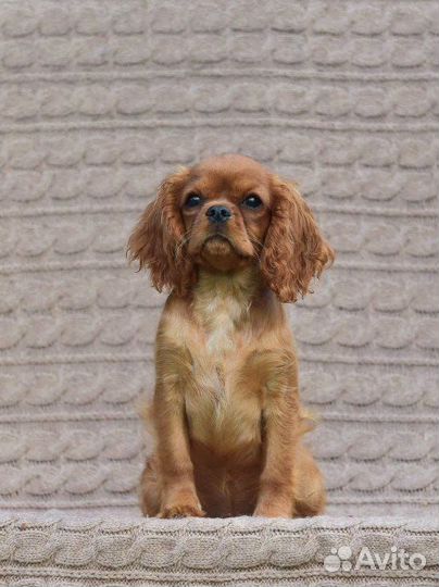 Девочка Кавалер Кинг Чарльз Спаниель