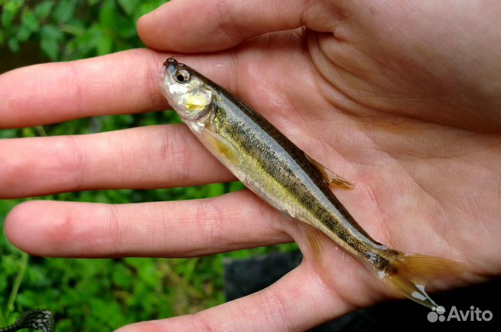 Живая Рыба для прудов