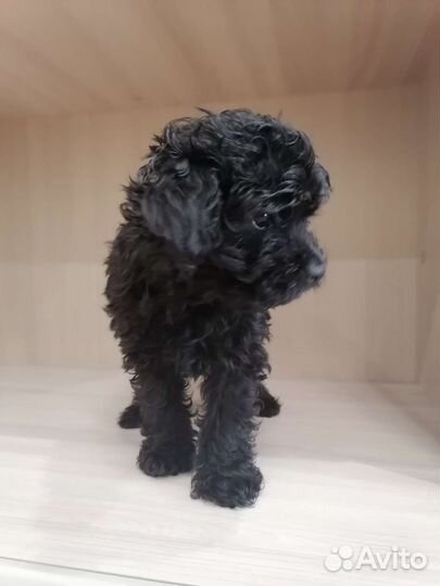 Щенки мальтипу