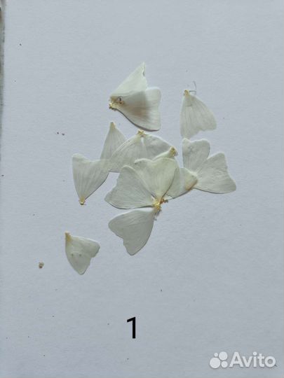 Сухоцветы. Гербарий