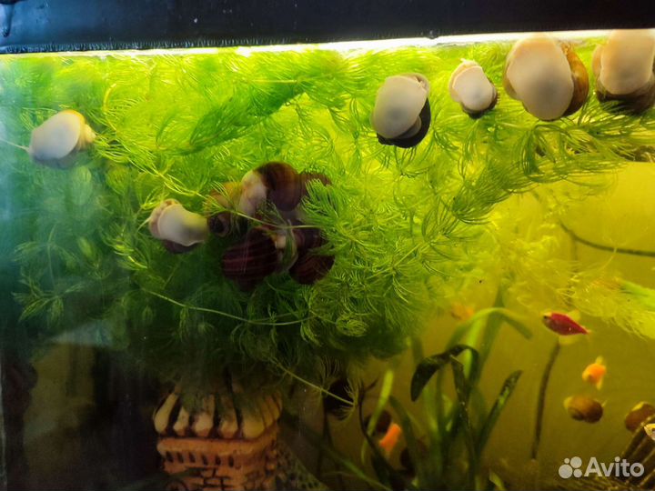 Ампулярии, Растения и Гуппи