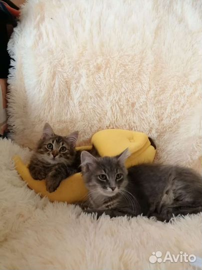 Котята сибирской кошки